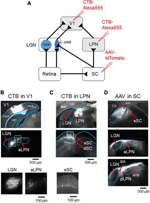 Response Selectivity of the Lateral Posterior Nucleus Axons Projecting to the Mouse Primary Visual Cortex